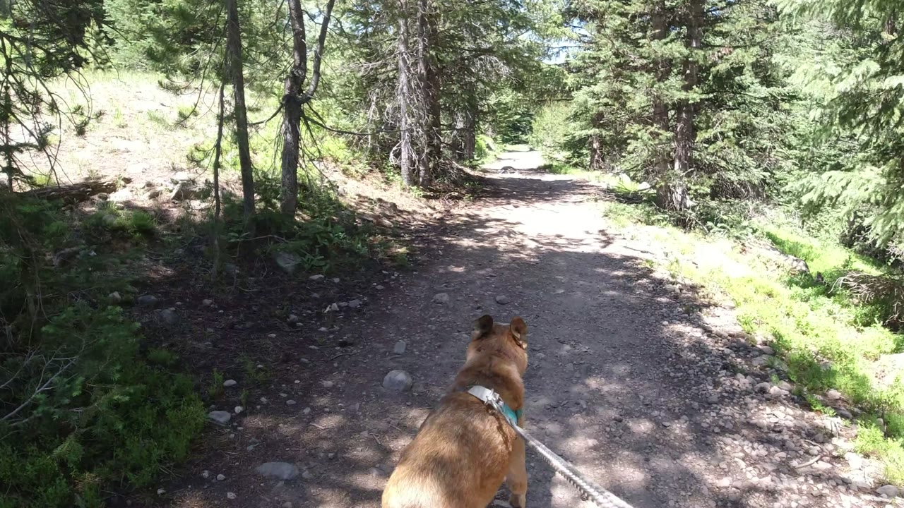 Tan dog on leash walking along a sunlit forest dirt trail.