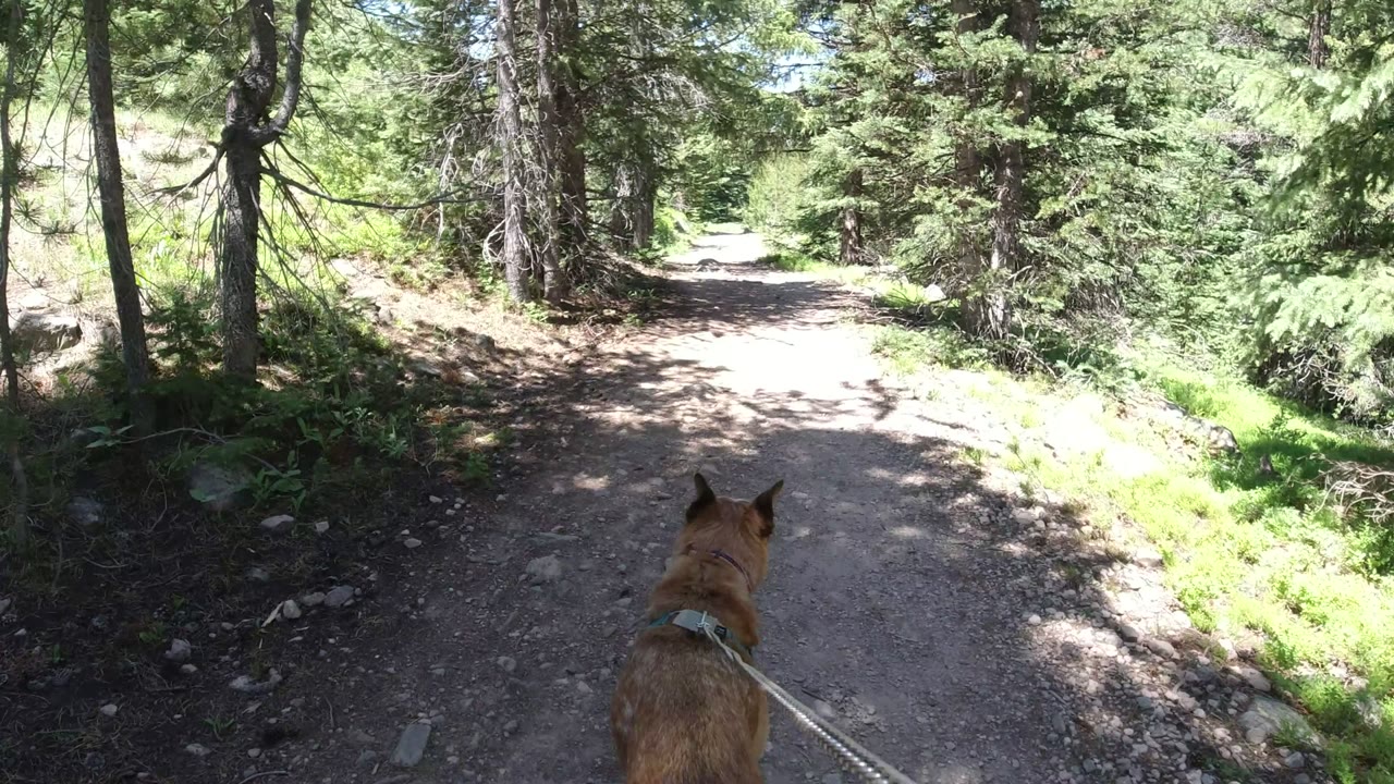 The dog remains centered low in frame as the Winter Park forest path bends through evergreens, rocks, and mixed sunlight, with no visible people.