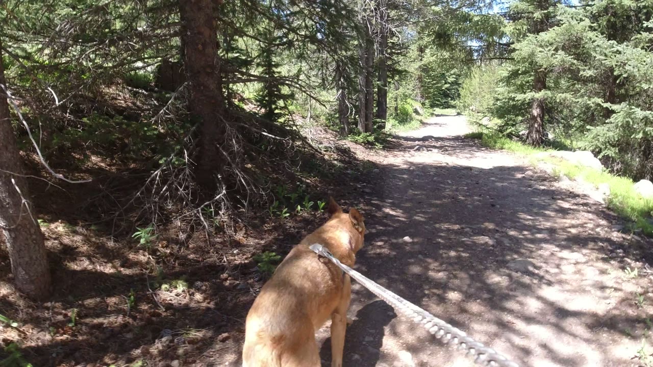 Tan dog on leash at the edge of a shaded forest trail.