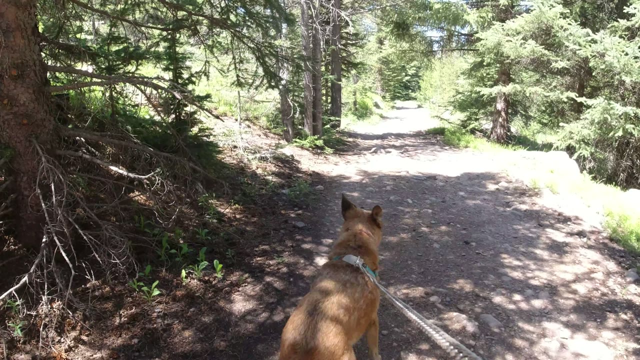 At 0:01 in Winter Park, Colorado, the leashed dog moves farther onto a pale dirt path bordered by evergreen trees and low green plants, with no visible people.