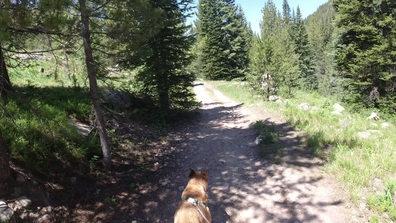 A leashed brown dog appears at the bottom of a sun-dappled dirt trail through conifer trees in Winter Park, Colorado, with no visible people.