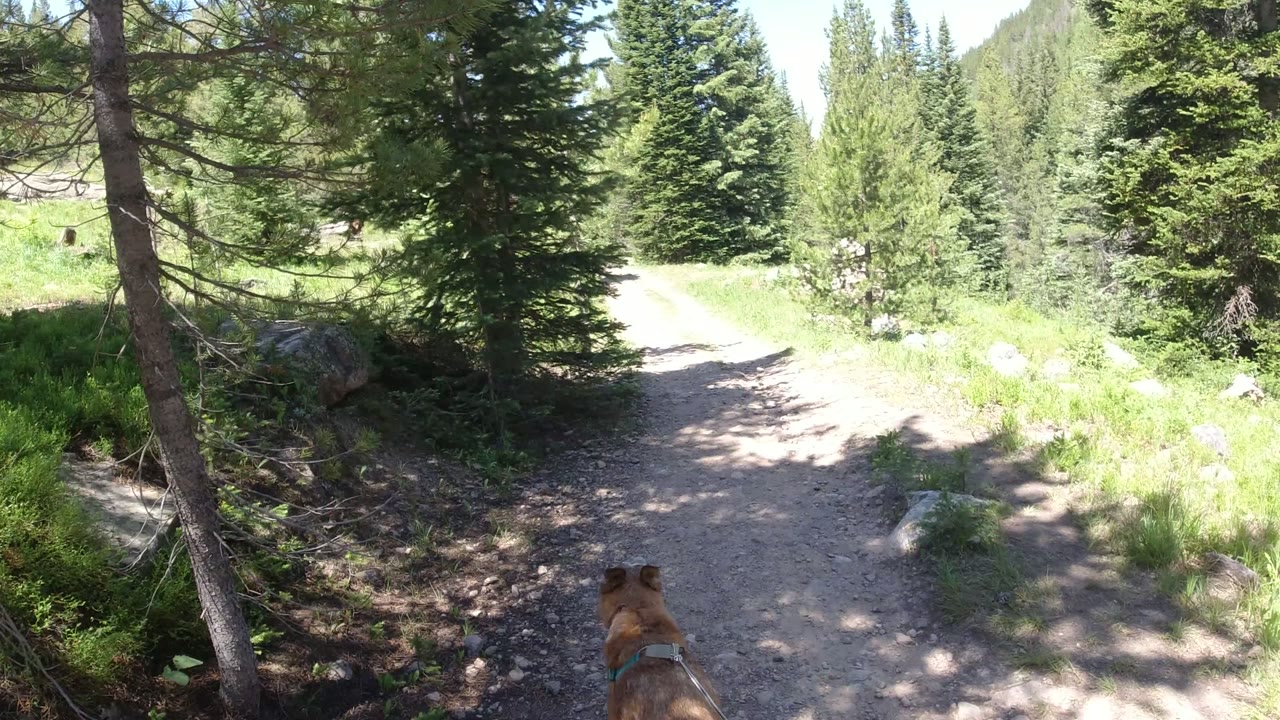 The dog remains low in frame as a pale dirt path curves ahead through green grass, rocks, and tall evergreens in Winter Park, Colorado, with no visible people.