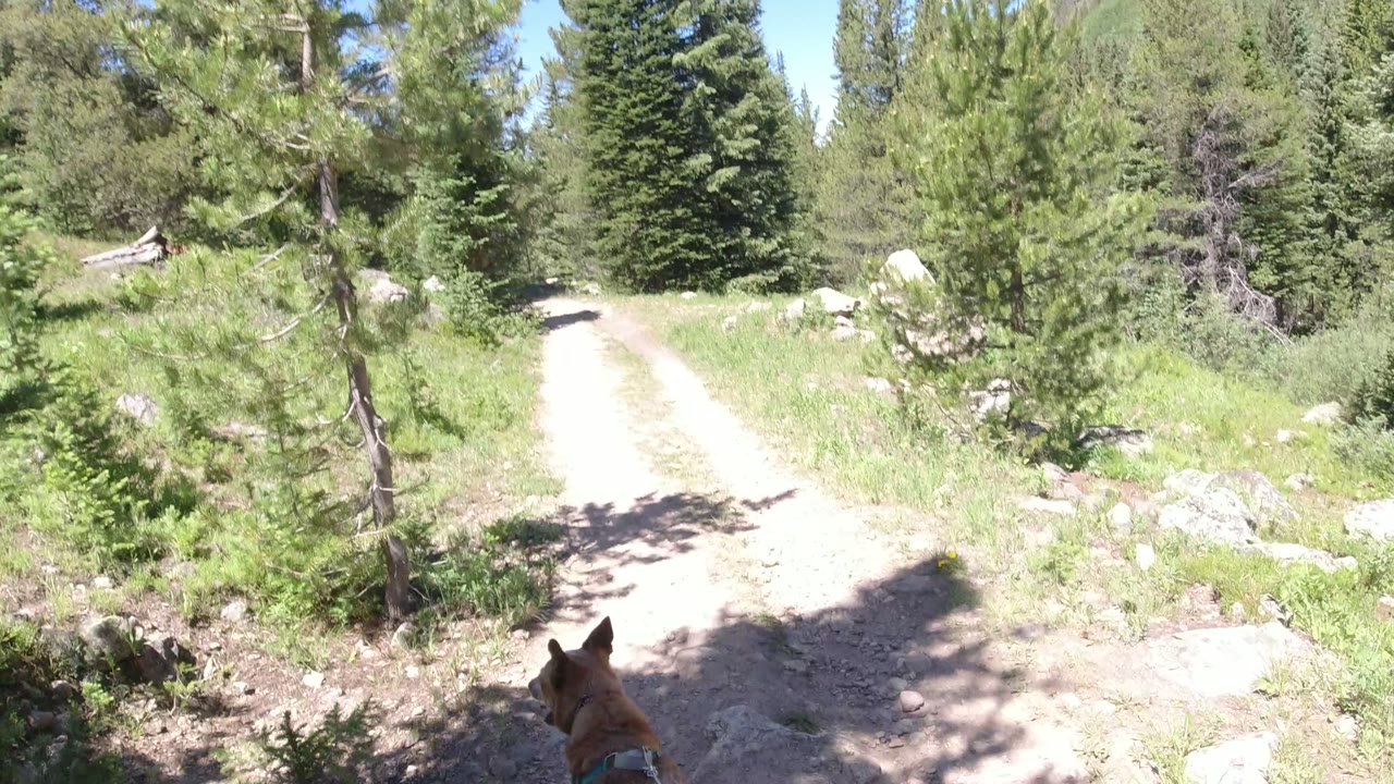 Dirt trail through conifer woods with a dog partly visible at the bottom.
