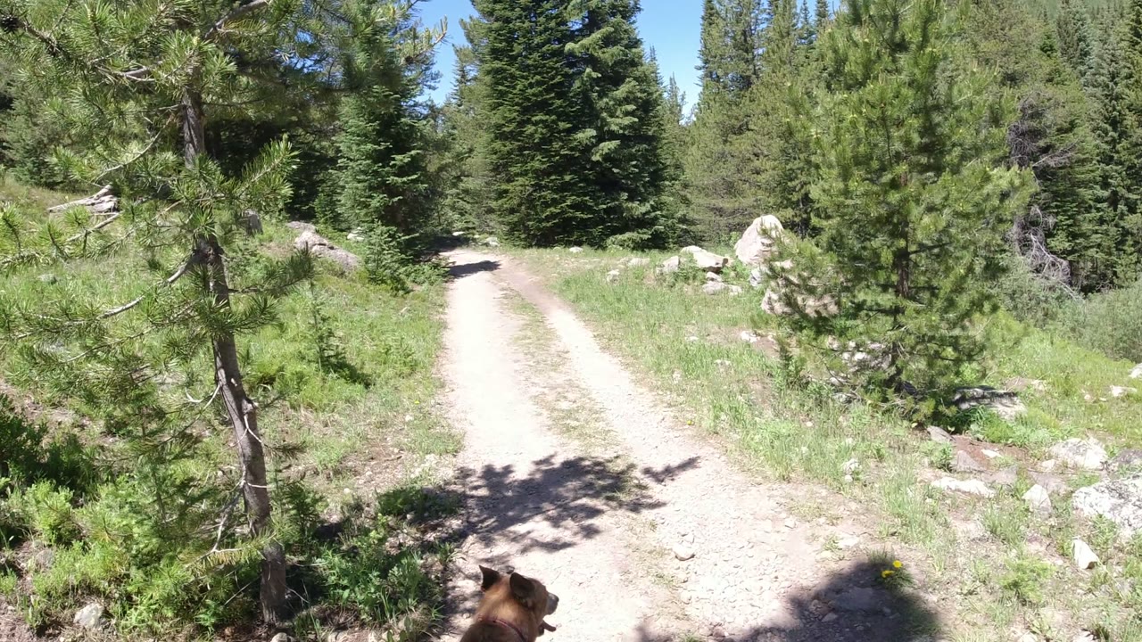 A pale dirt path continues through Winter Park, Colorado conifers, with grass and scattered rocks in bright sun and only a small part of the dog visible near the lower edge.