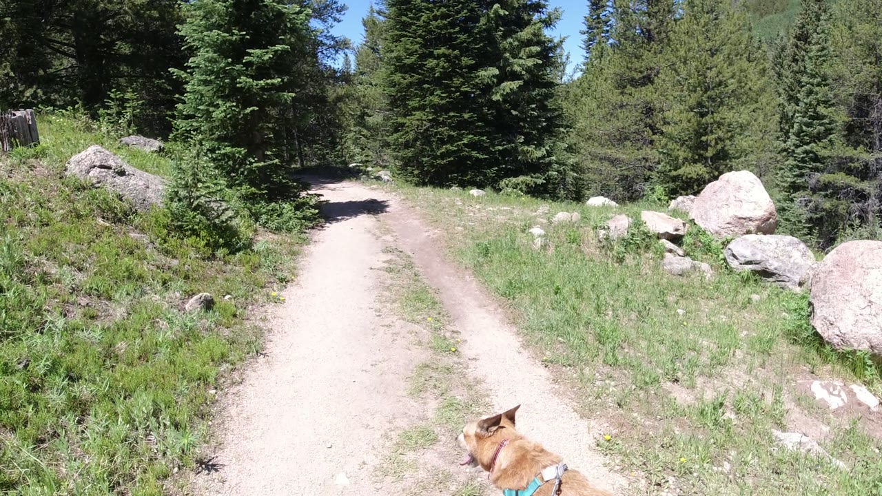 Tan dog on a leash approaching a forked dirt road in evergreen woods.