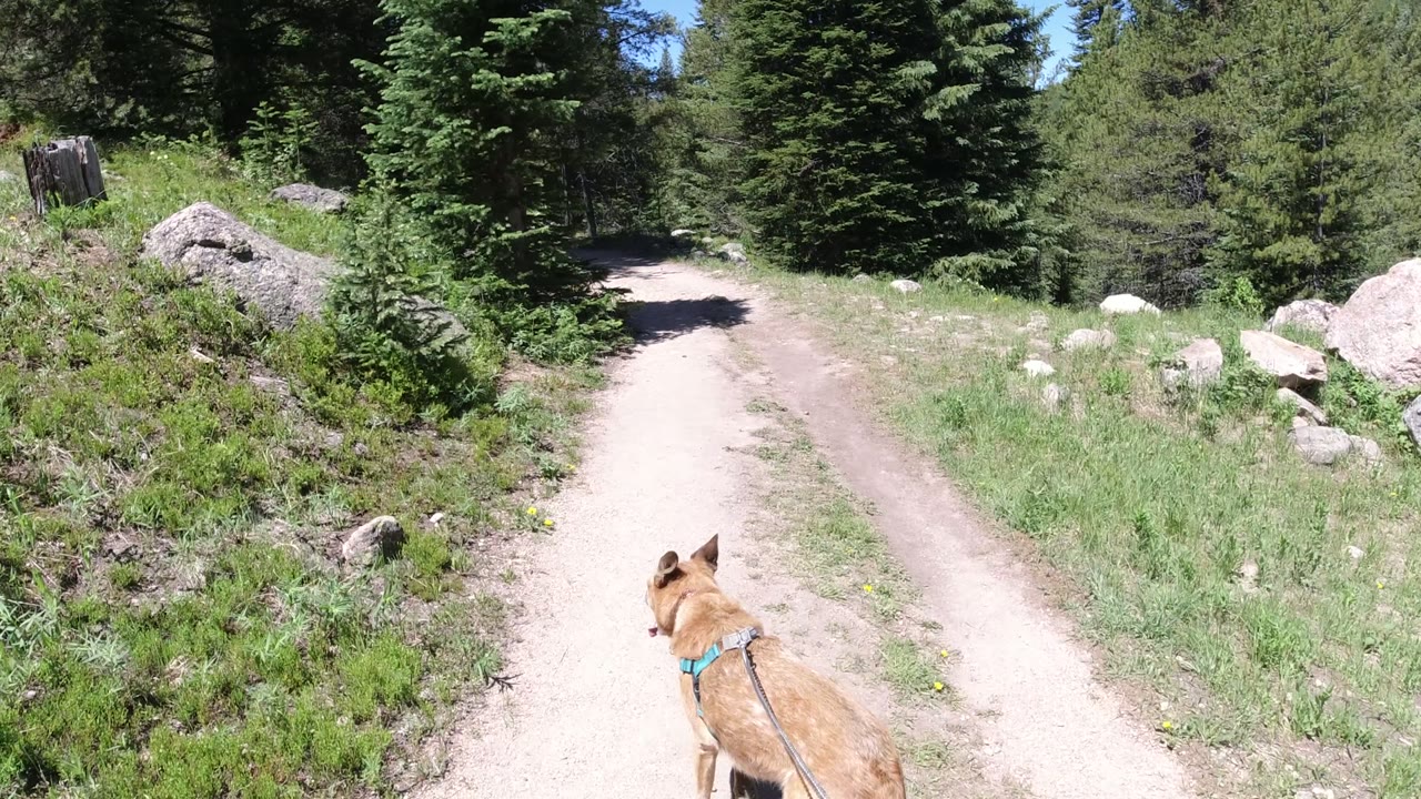 The dog moves farther into the center foreground on a dusty road lined with grass, boulders, and dark evergreen trees in Winter Park, Colorado, with no visible people.