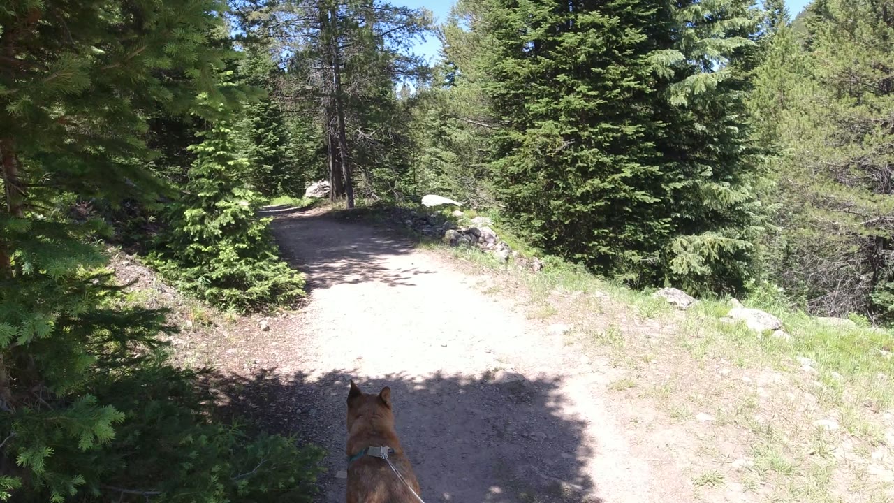 At 0:00, a tan dog appears at the lower edge of a sunlit dirt trail through evergreen woods in Winter Park, Colorado, with no visible people.