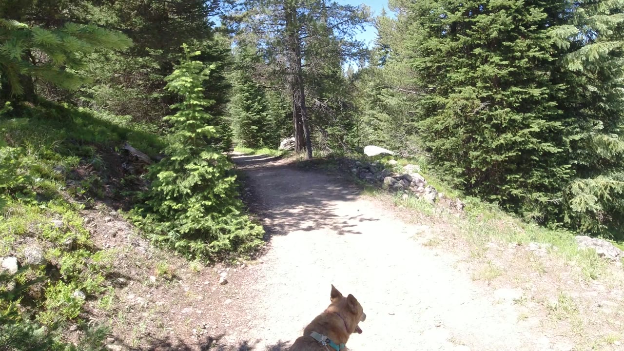 At 0:01, the dog's head sits near the bottom center as the dirt path curves through dense green trees and rocks in Winter Park, Colorado, with no visible people.