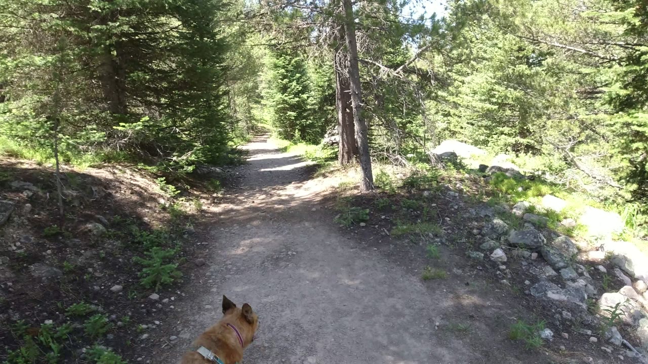 A leashed tan dog is partly visible at the bottom of a rocky dirt trail through evergreen trees in Winter Park, Colorado, with no visible people.