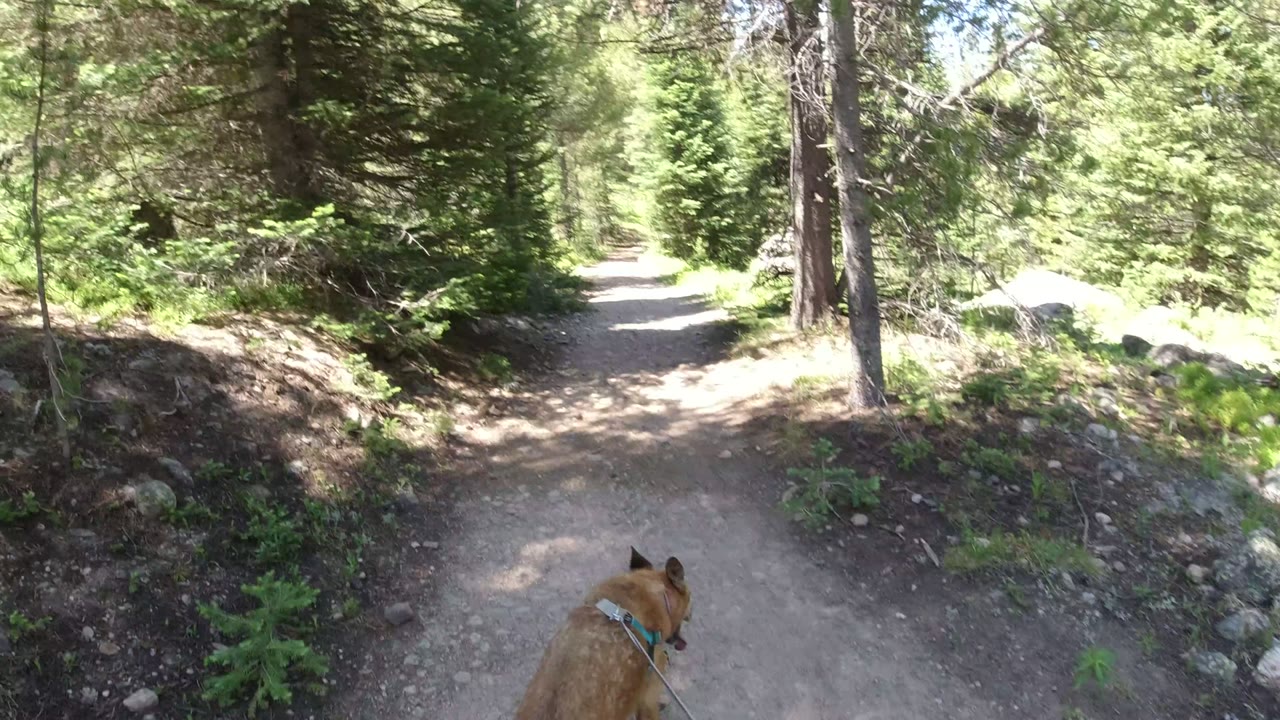 The tan dog remains low in frame as the centered dirt path continues between dense evergreen trees and scattered rocks in Winter Park, Colorado, with no visible people.