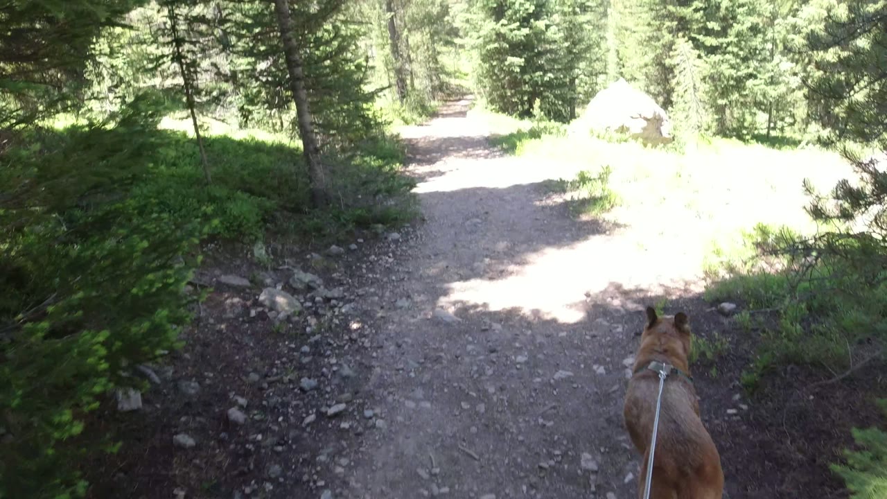 Tan dog on leash at the edge of a rocky forest trail
