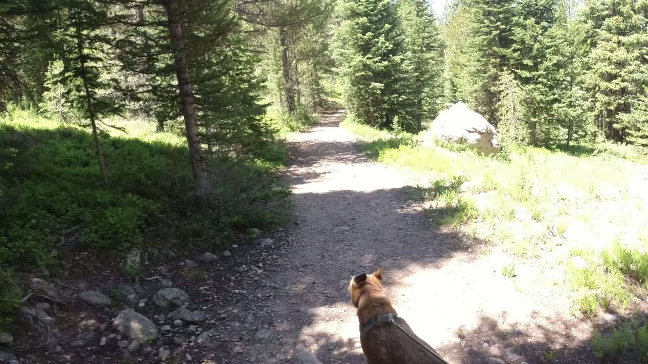 The dog's head and ears sit near the bottom center as the rocky trail continues through evergreen trees in Winter Park, Colorado, with bright sun on the path and no visible people.