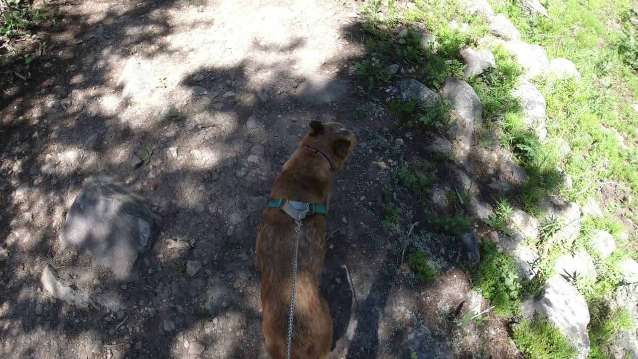 A tan dog in a blue harness walks ahead on a rope leash along a rocky dirt path in Winter Park, Colorado, with sun and tree shadow across the ground and no visible people.
