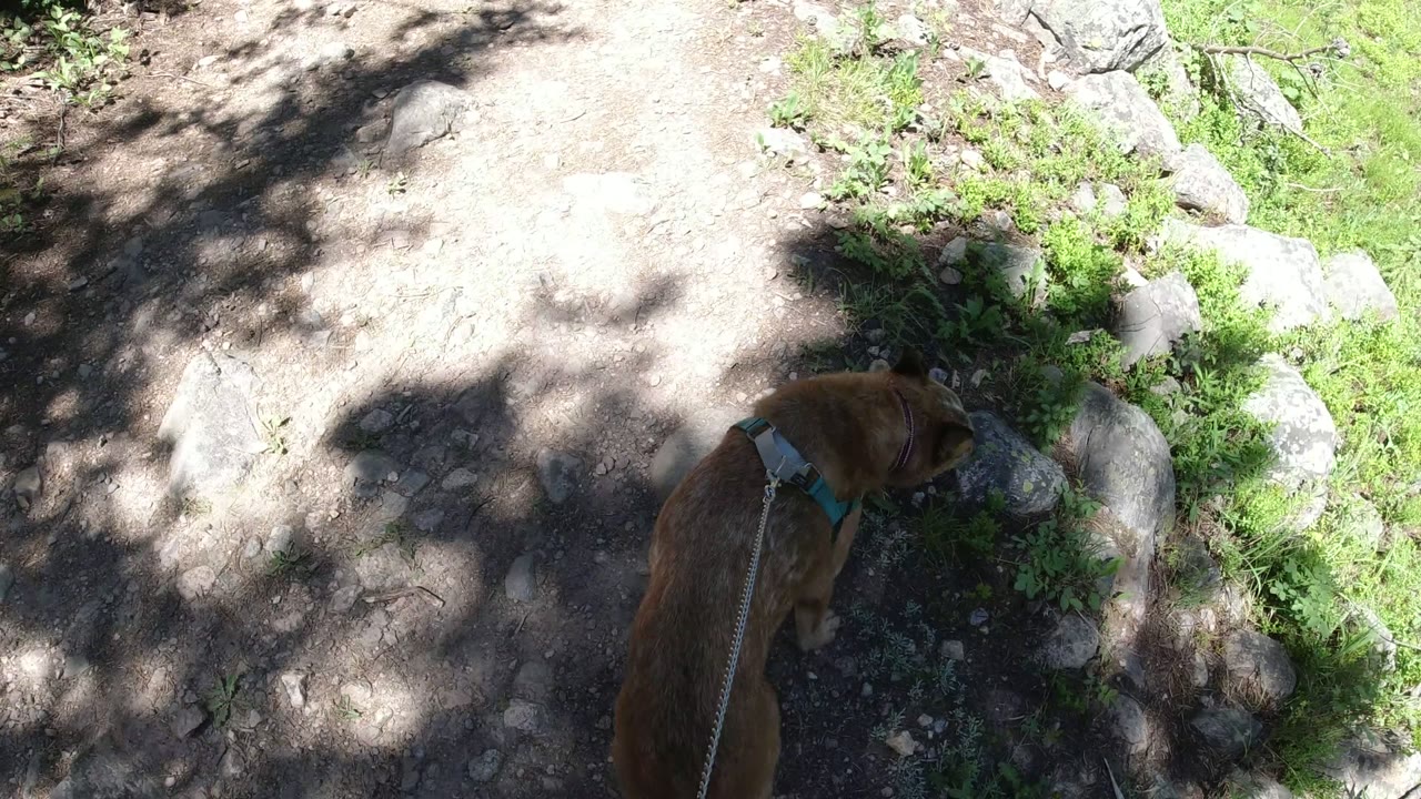The dog lowers its head near rocks and small green plants at the edge of a dirt pathway in Winter Park, Colorado, while the leash trails back toward the camera and no visible people appear.