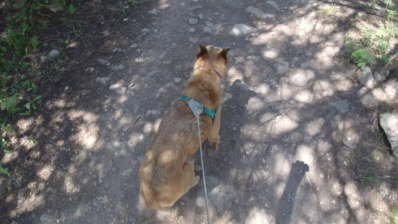 Tan dog in a harness walking on a rocky dirt road under tree shadows.
