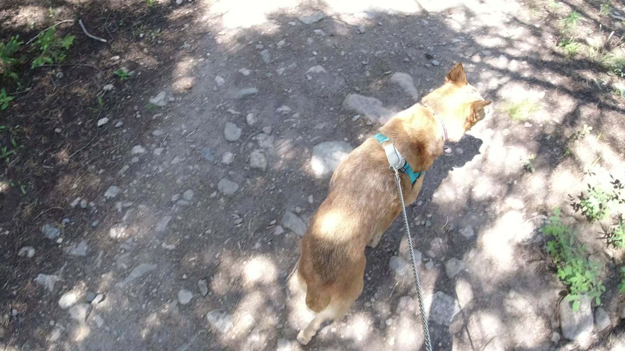 The dog continues forward on the uneven Winter Park road, partly lit by sun while the leash trails back toward the camera and no visible people appear.