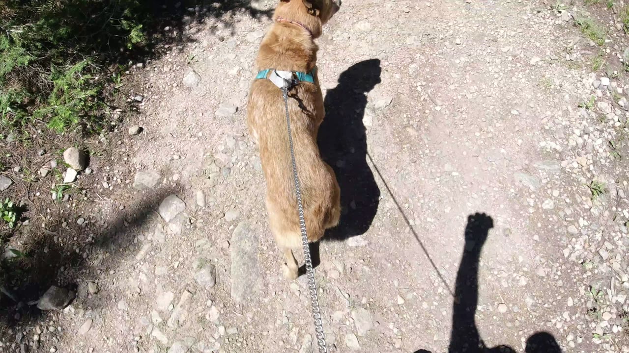 Tan dog on a leash walking along a dirt trail in sun and shade.
