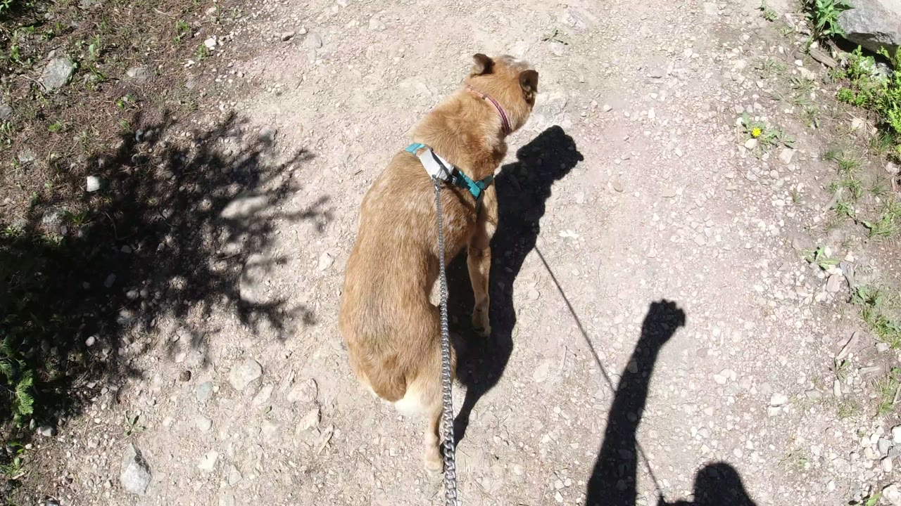 The dog continues forward on the Winter Park dirt trail as bright sun and a dark tree shadow divide the path, with no visible people in frame.
