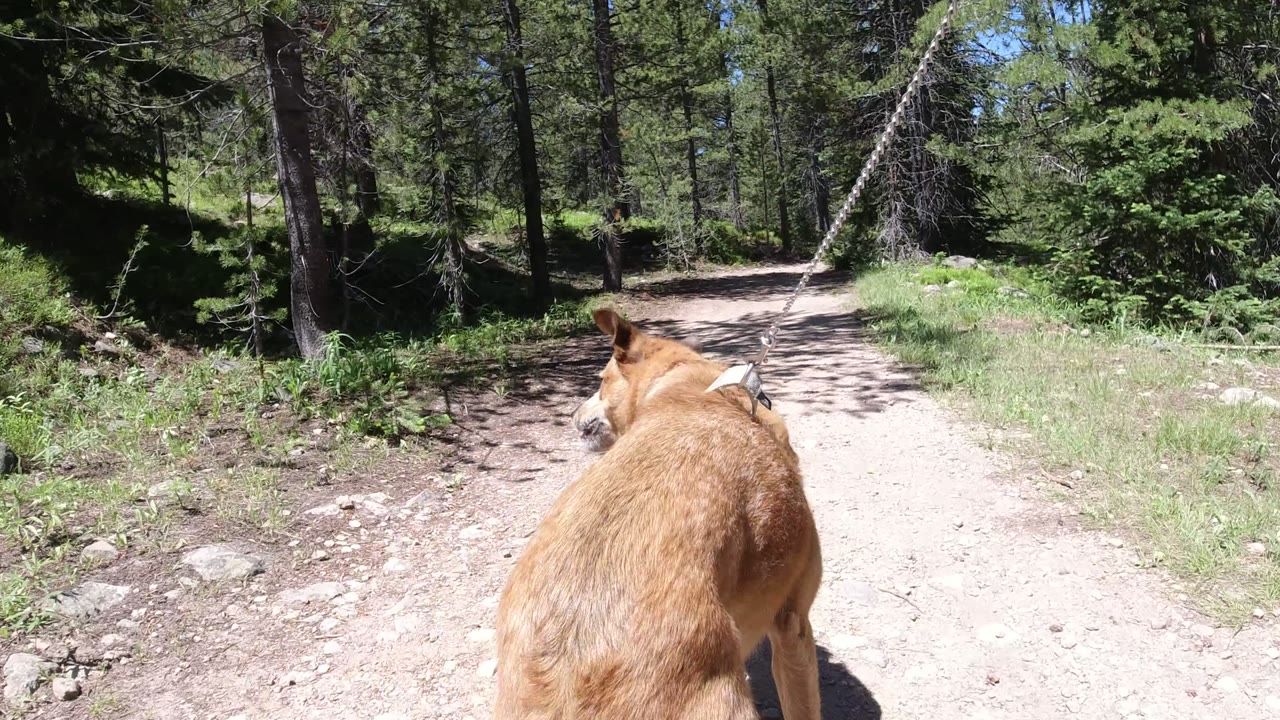 Tan dog walking away on a sandy forest road