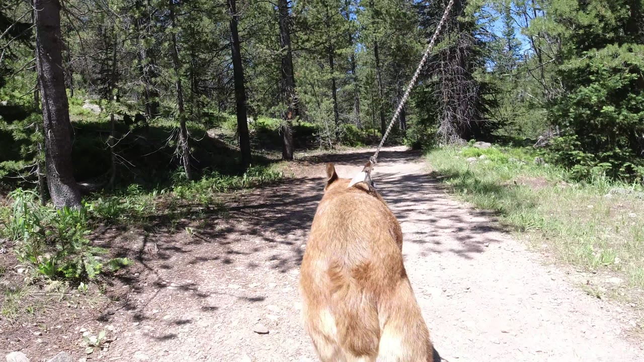 The dog is centered farther down the sandy single-track road in Winter Park, Colorado, with pine trunks on both sides and no visible people.