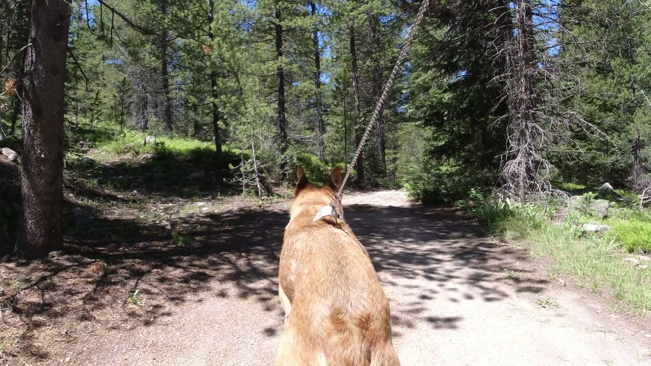 Tan leashed dog seen from behind on a shaded dirt trail in Winter Park, Colorado, with pine trunks and sunlit brush ahead and no visible people.