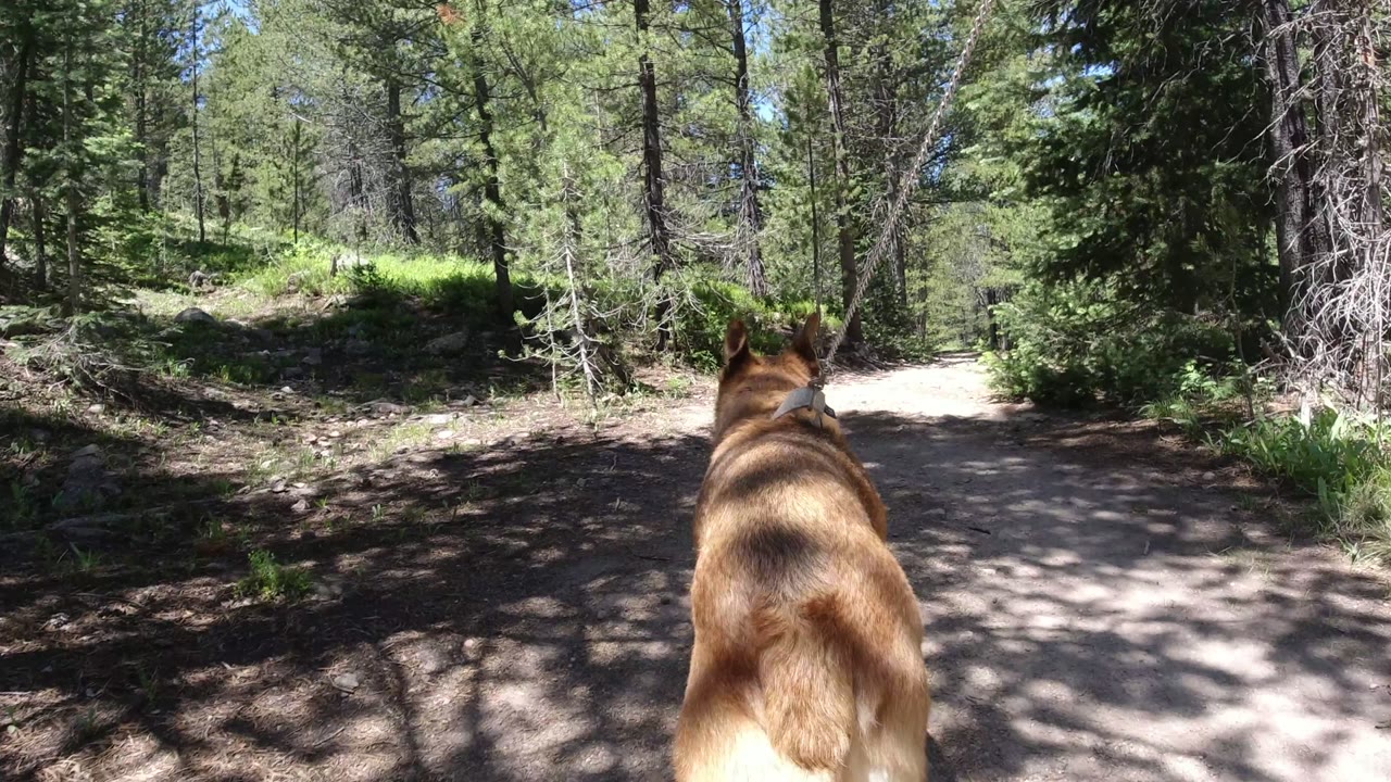 The dog moves farther up the dirt path in Winter Park, Colorado, centered between pine trees, low vegetation, and broken shade with no visible people.