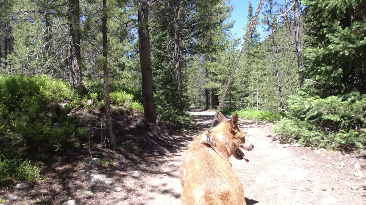 Tan dog on a leash walking along a sunny forest trail.