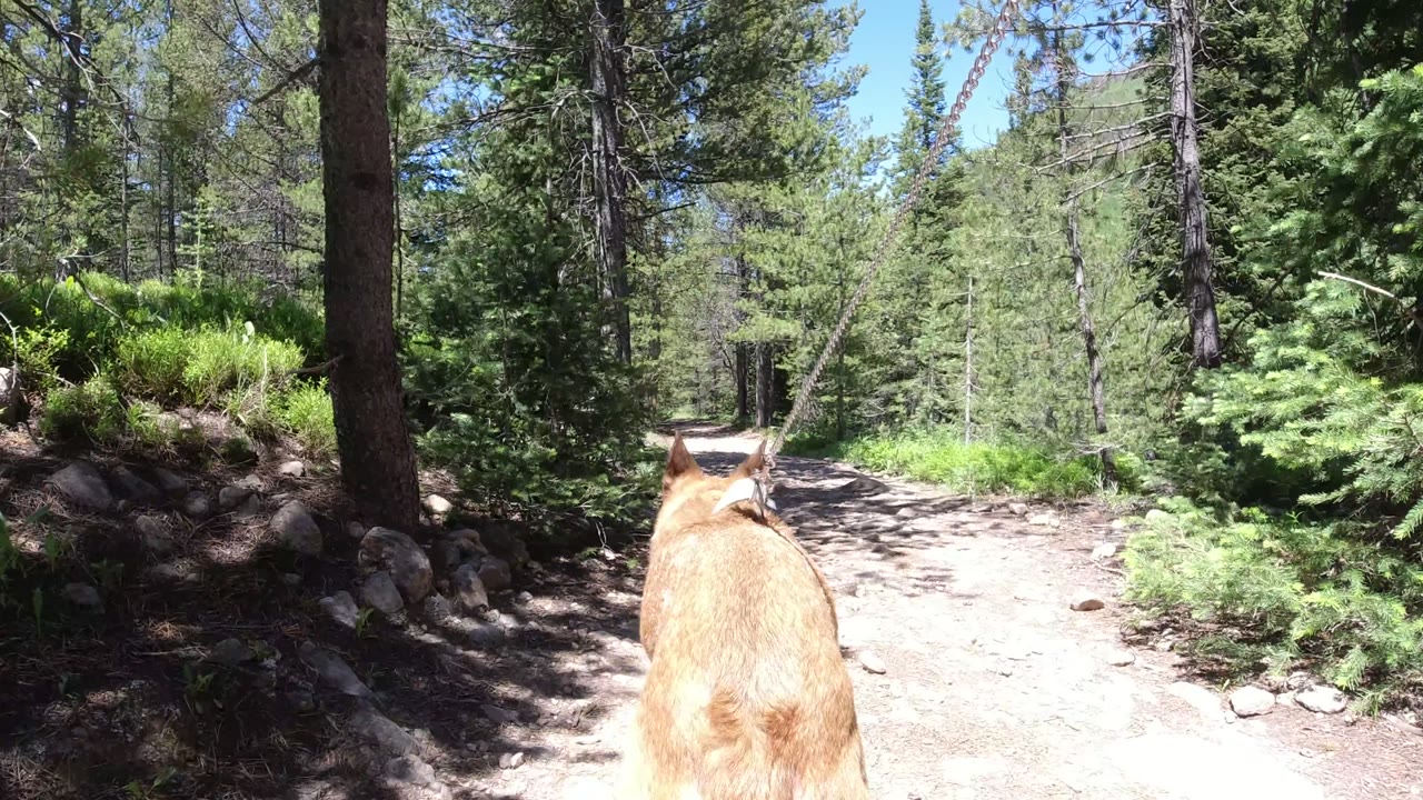 The dog continues forward from a close rear view on the Winter Park forest trail, with dense evergreens on both sides and no visible people.