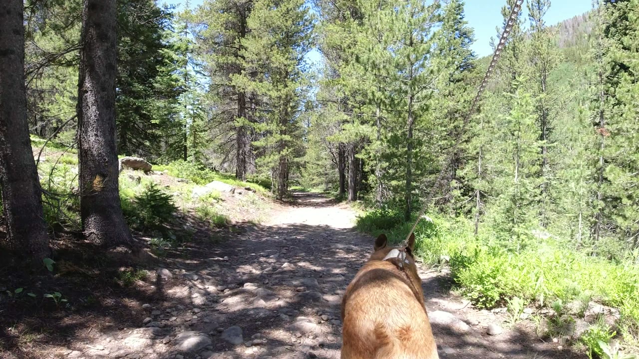 Dog on leash walking ahead on a shaded forest trail.
