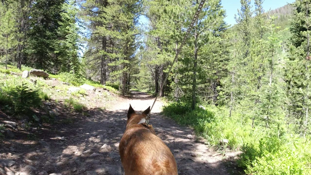 At 0:01, the dog is centered lower in frame as the leash points forward along a rocky Winter Park, Colorado trail bordered by bright shrubs and tall evergreens, with no visible people.