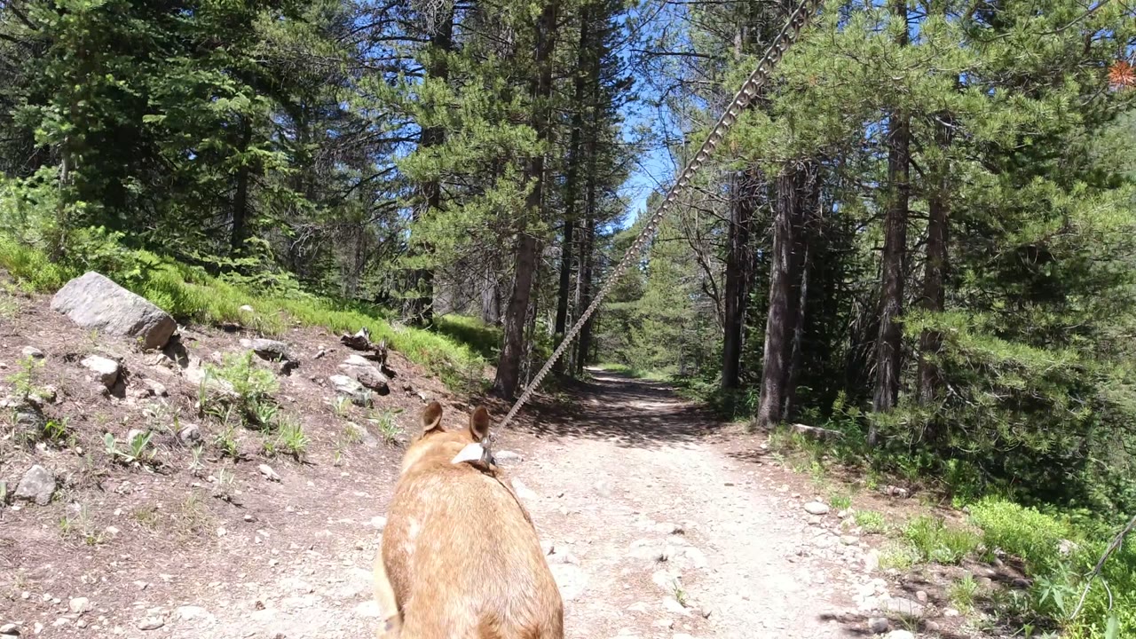 A tan leashed dog walks ahead on a sunlit dirt trail through evergreen woods in Winter Park, Colorado, with no visible people.