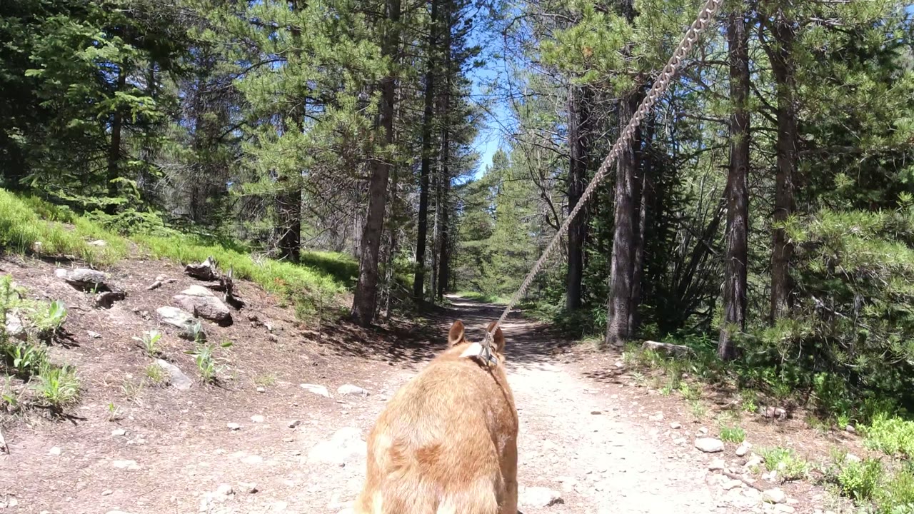 The tan dog continues forward on the leash as the Winter Park forest trail brightens between trunks and low green plants, with no visible people.