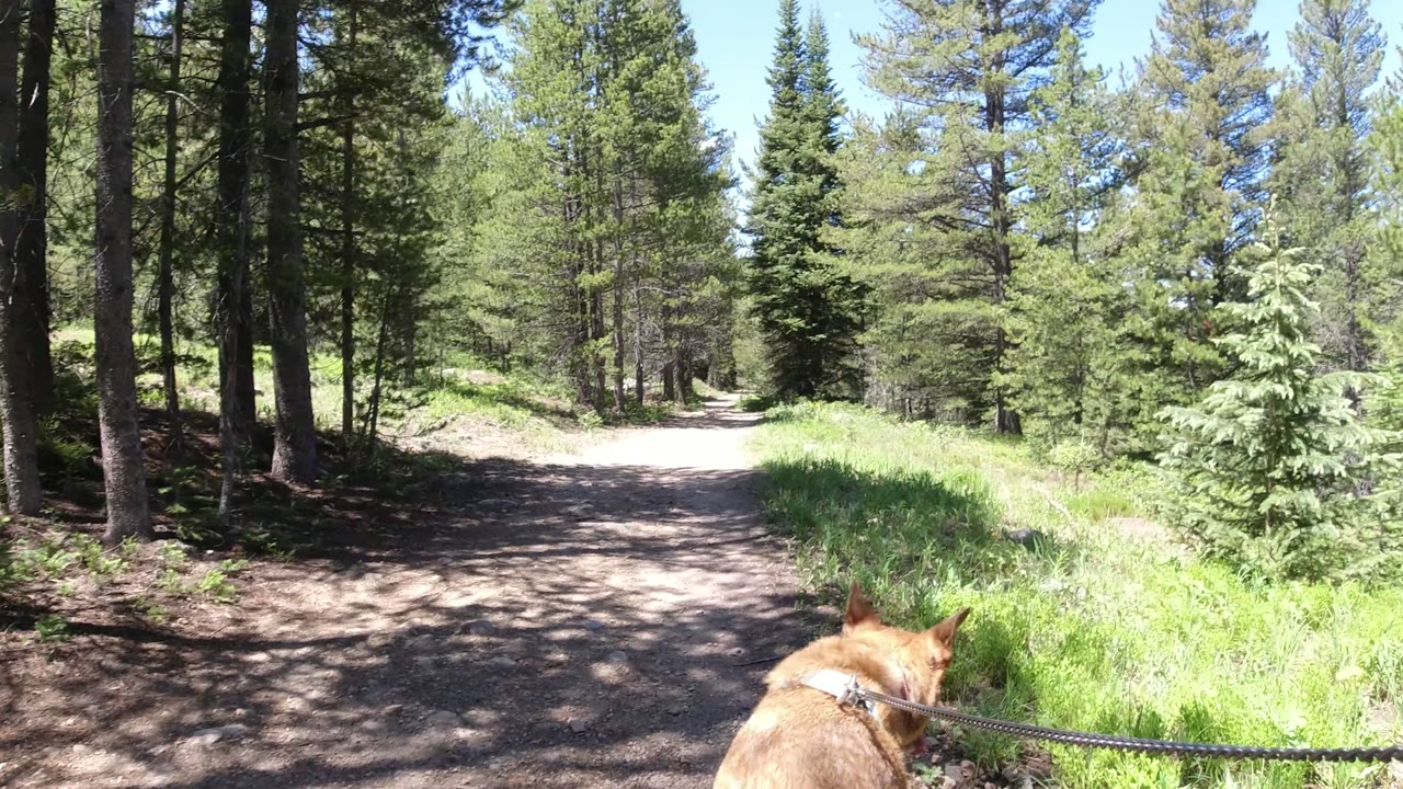 A German Shepherd's head and leash enter the lower frame as a sunlit dirt trail curves through conifer trees in Winter Park, Colorado, with no visible people.