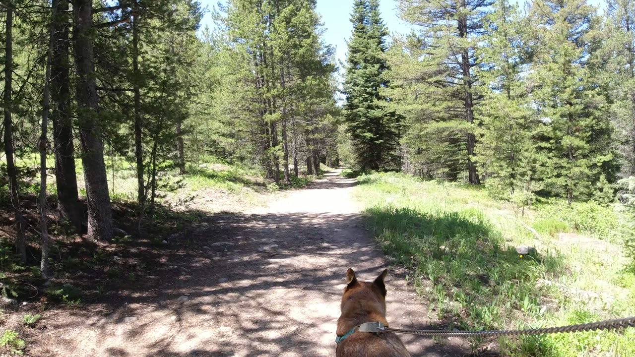 The leashed German Shepherd sits near the bottom edge while a bright dirt path runs between green grasses and tall trees in Winter Park, Colorado, with no visible people.