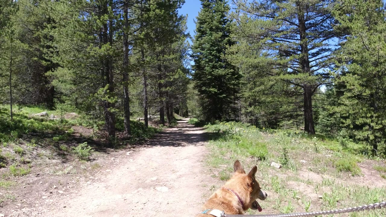 Tan dog on leash at the edge of a sunny forest trail.