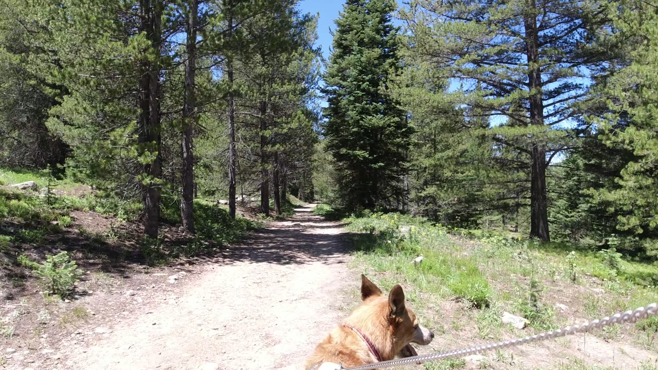 The dog is lower in frame with its head turned along the path, while the leash stretches across a bright dirt trail through Winter Park, Colorado pine woods with no visible people.