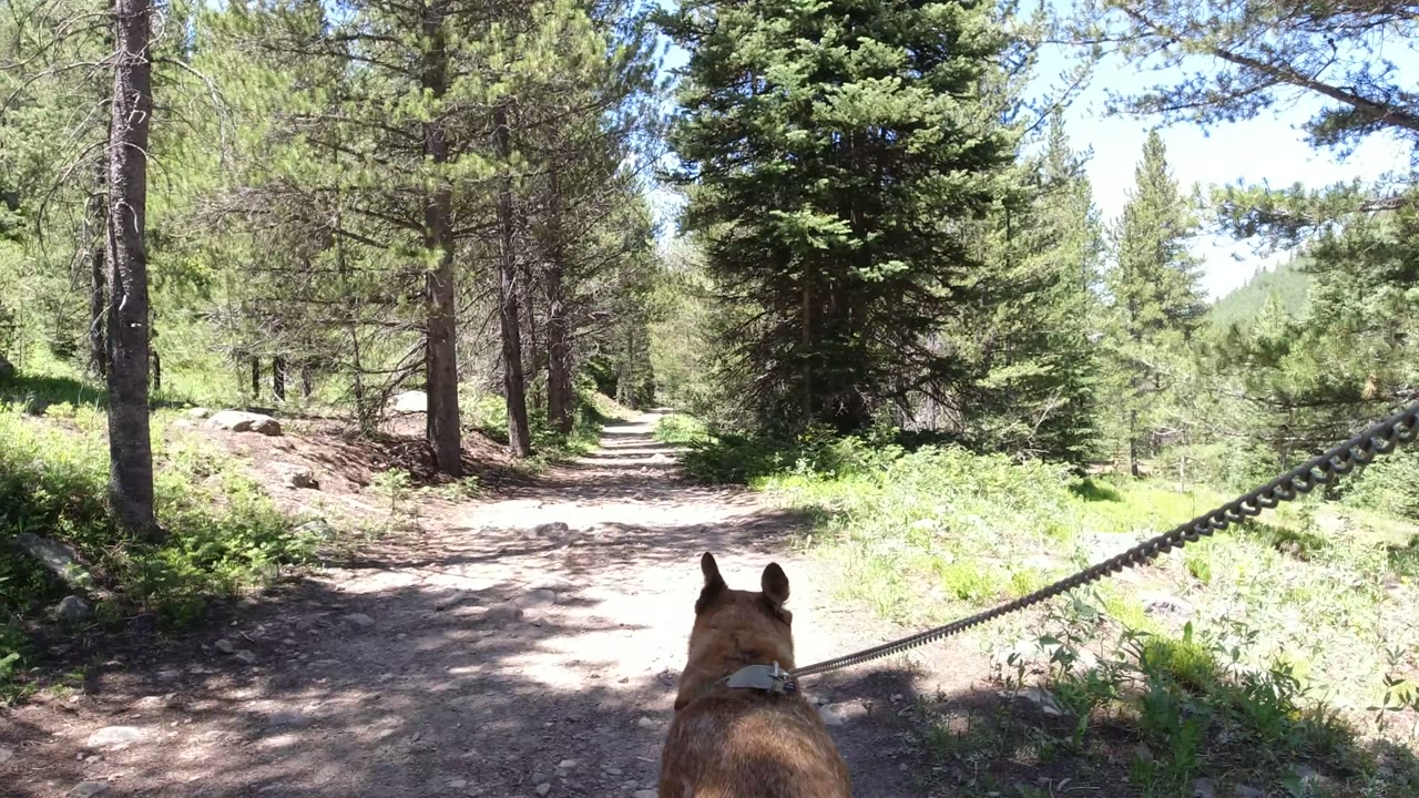 Tan dog on a leash entering a wooded dirt trail