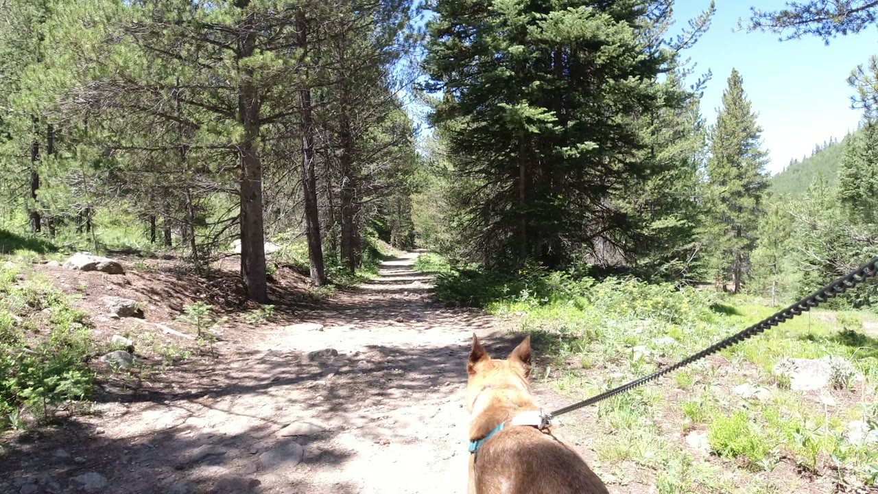 The dog's head and ears sit low in frame while a leash stretches across a dirt path through tall evergreens in Winter Park, Colorado, with bright green undergrowth and no visible people.