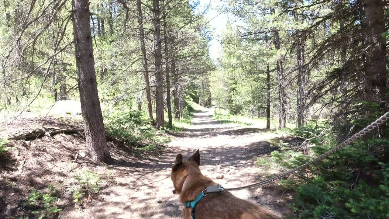 Tan dog on leash facing a sunlit dirt trail in a pine forest.