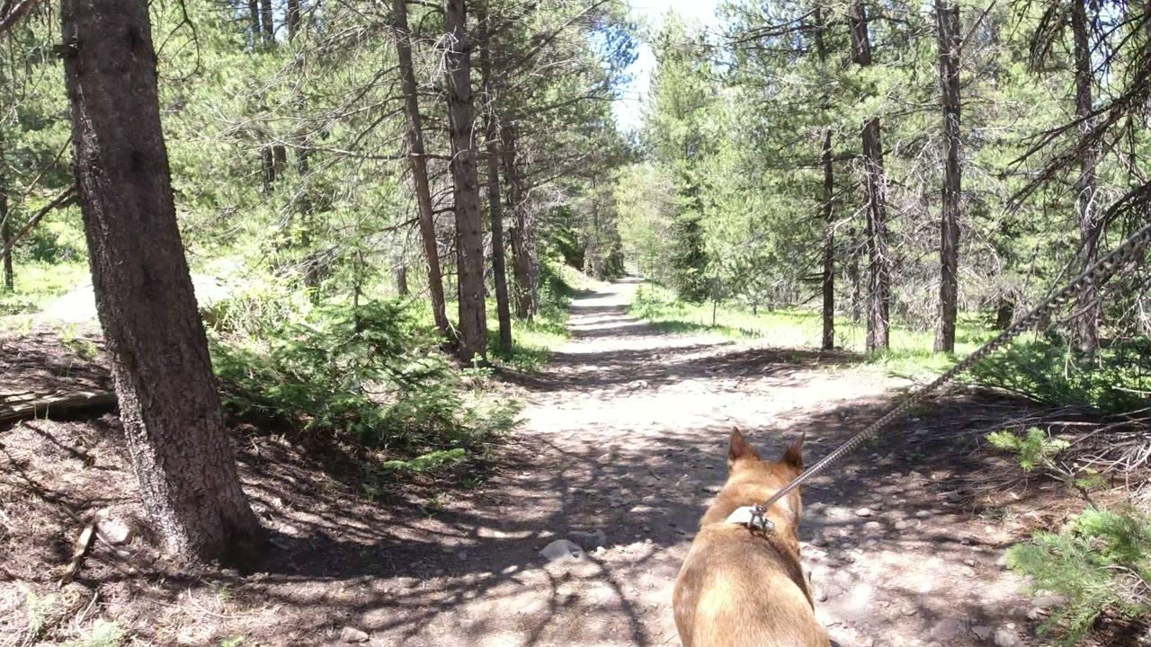At 0:01, the dog is lower in frame while the leash angles across a bright forest path lined with trunks and green brush in Winter Park, Colorado, with no visible people.