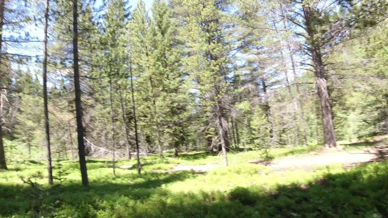 Sunlit forest trail bordered by green undergrowth and tall conifers.