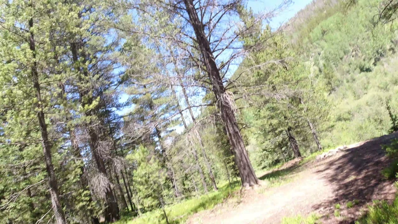 The camera view angles across a narrow dirt path between tall pines and bright green ground cover in Winter Park, Colorado, with no visible people.