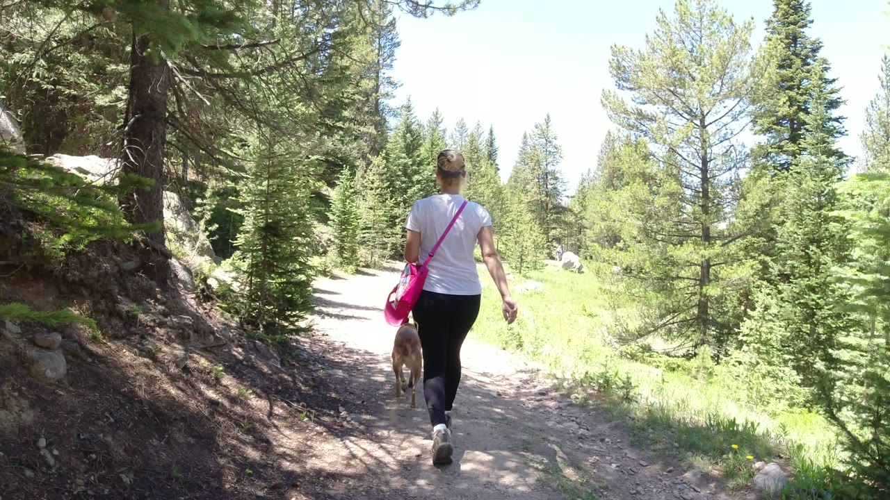 Woman walking a dog on a dirt trail through pine forest.