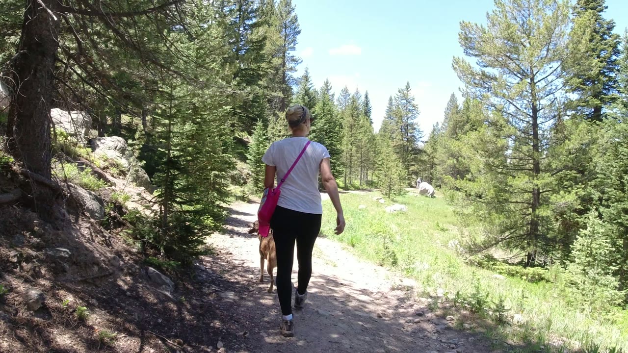 The woman and dog move farther along the curving Winter Park trail, with shaded trees on the left and bright meadow opening on the right.