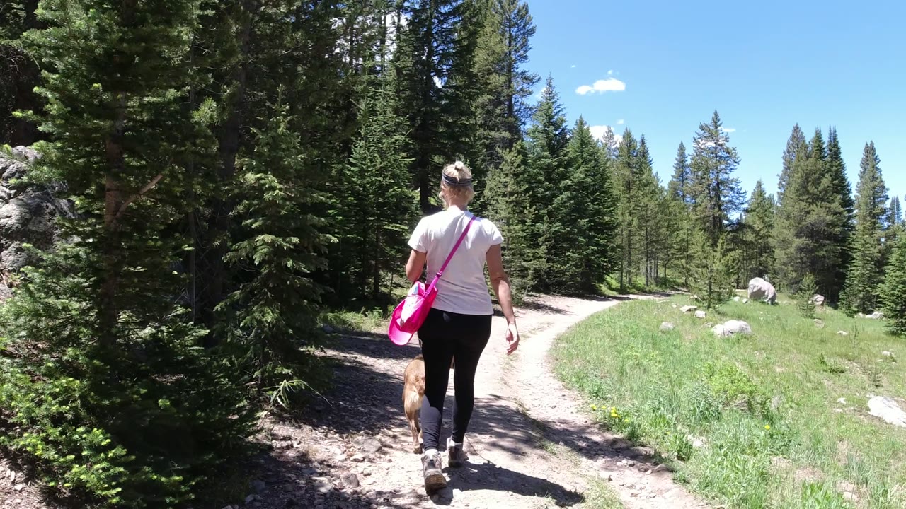In Winter Park, Colorado, a woman with a bright pink shoulder bag walks away with a brown dog on a pale dirt path bordered by evergreens and grass.