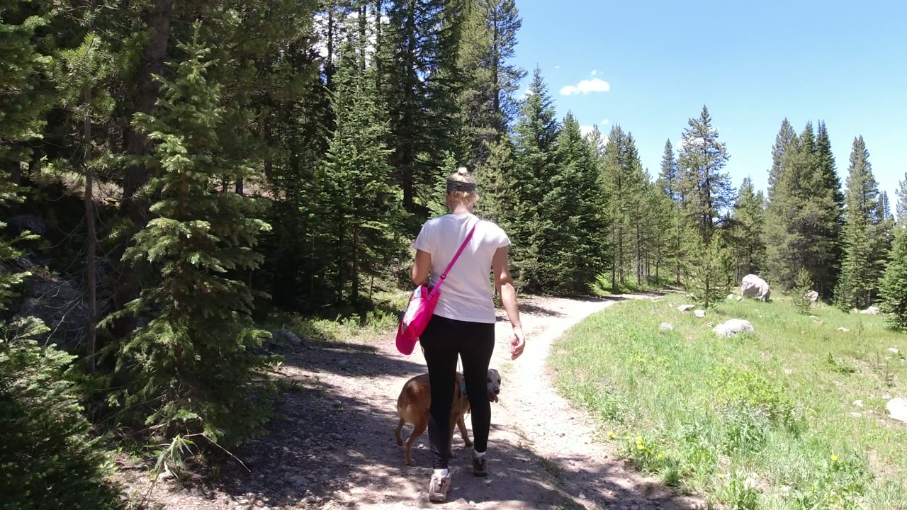 The woman and dog move slightly farther down the Winter Park forest path, with a bright clearing ahead and dense pine shade along the left side.