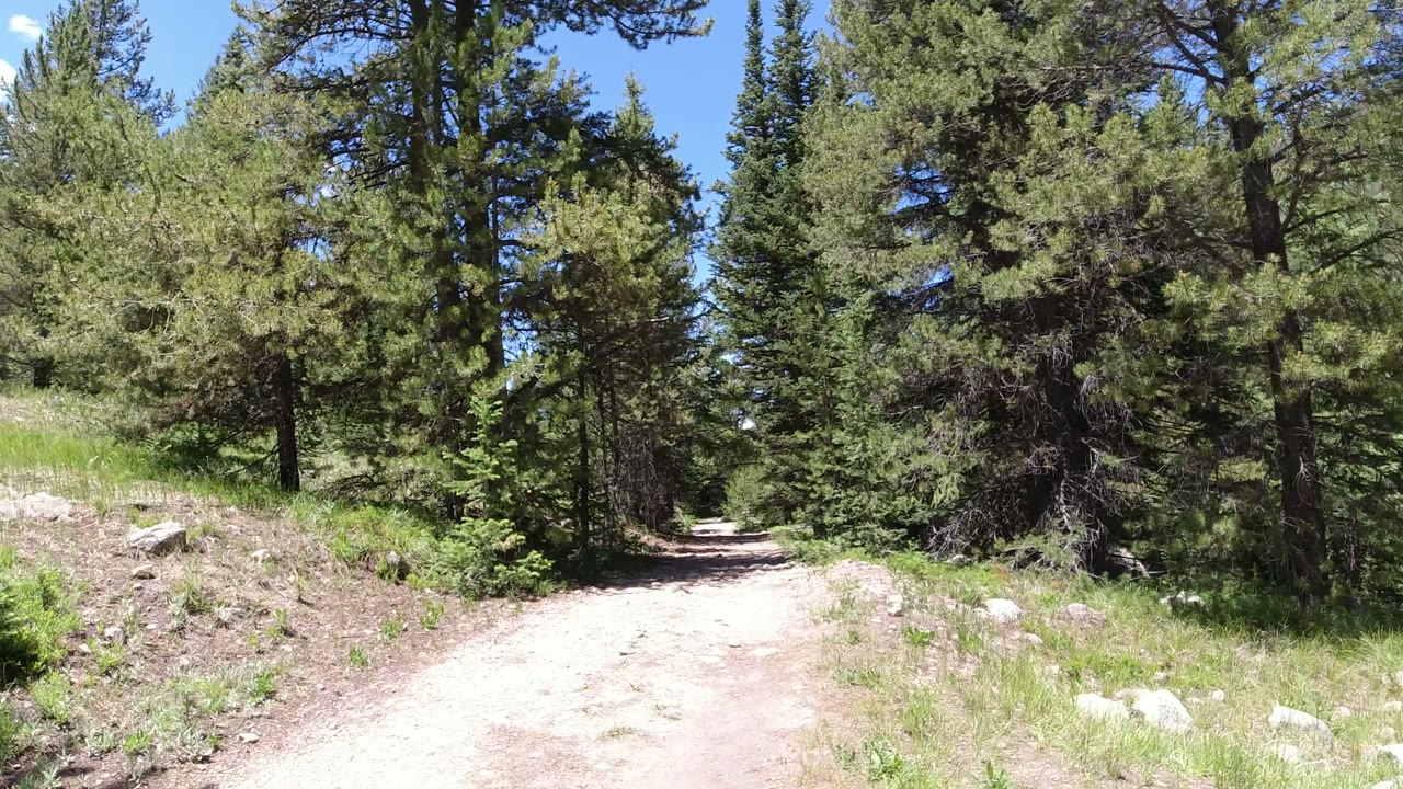 A pale dirt trail runs into green conifer woods in Winter Park, Colorado, with grass, rocks, blue sky, and no visible people.