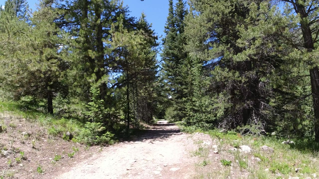 The trail continues through Winter Park, Colorado woods, with tall evergreens, low grass, scattered rocks, and no visible people.
