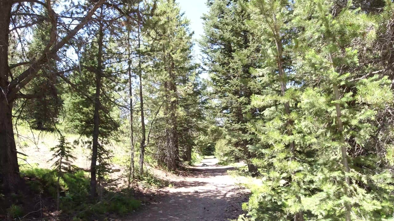 A Winter Park, Colorado dirt trail runs through tall evergreen trees with bright sun on the path and no visible people.