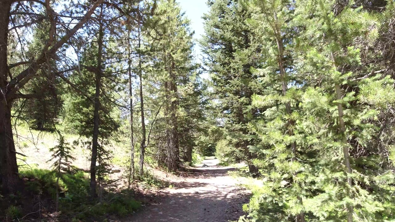 The Winter Park forest path remains centered while dense pine branches fill the right side and no visible people appear.